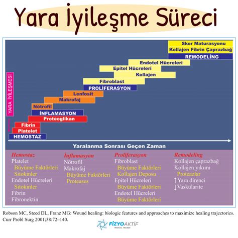 İmplant Vidası